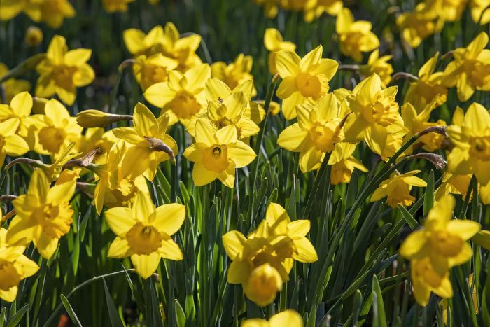 A field of daffodils basking in the sun.