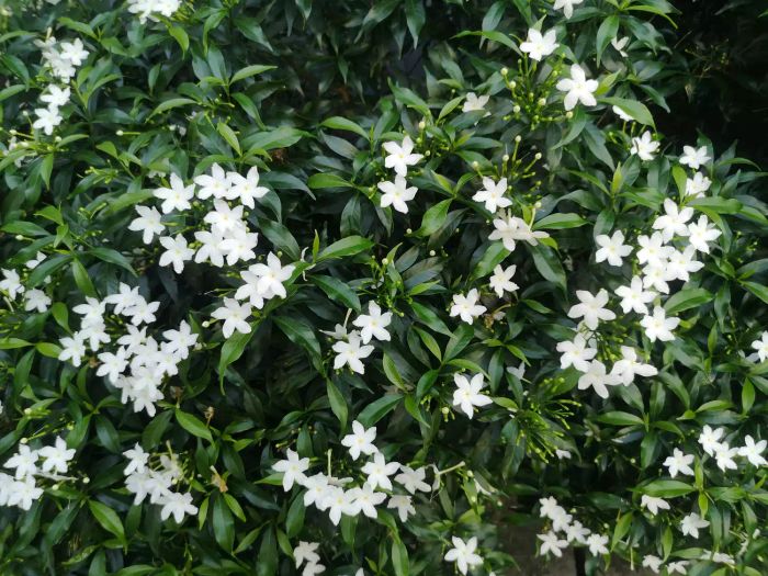 jasmine flower with white and green petals growing in the garden