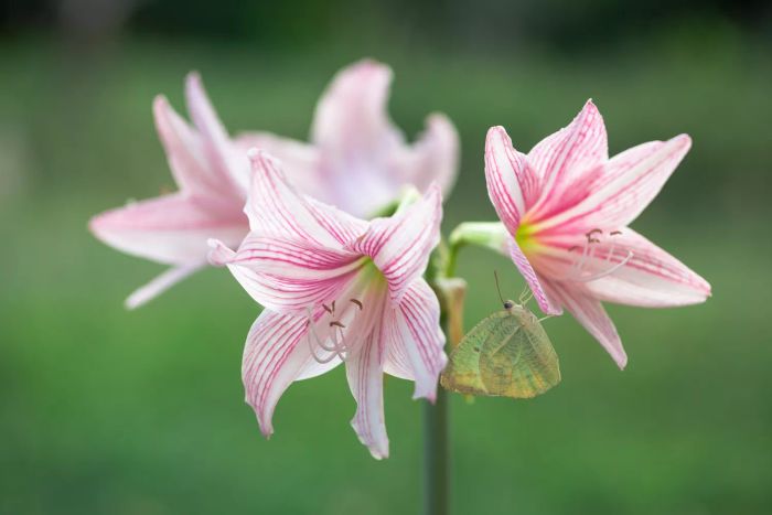 Amaryllis Belladonna pink flower 