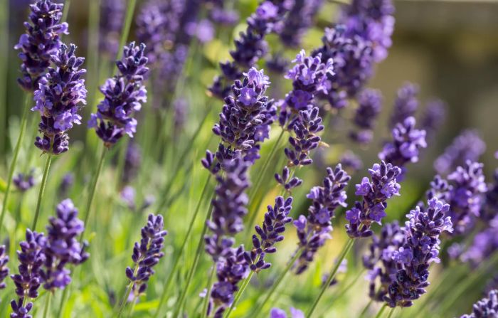 lavender plant blooming in a purple field garden