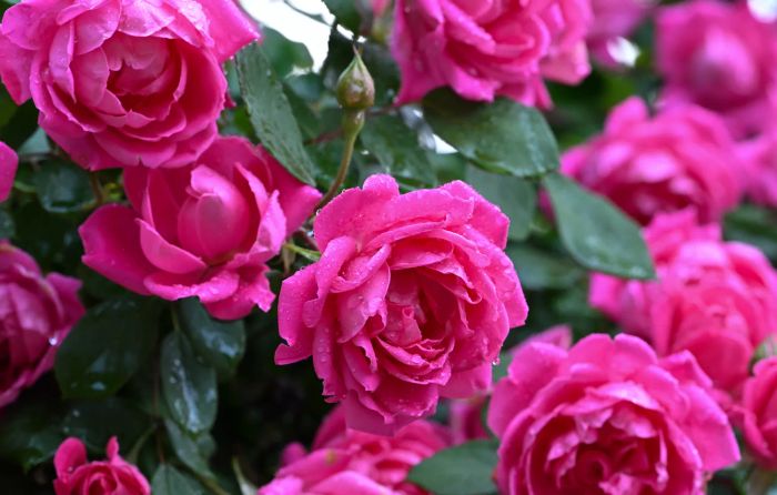 pink rose bush with flowers growing outdoors