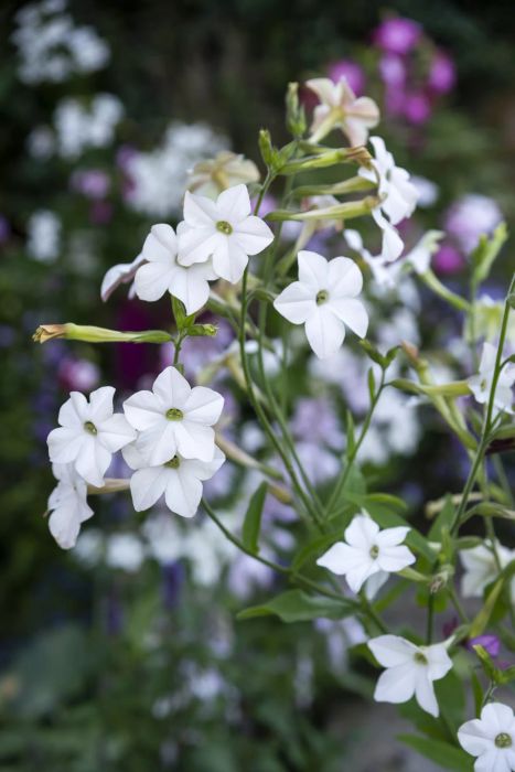 white flowering tobacco flower