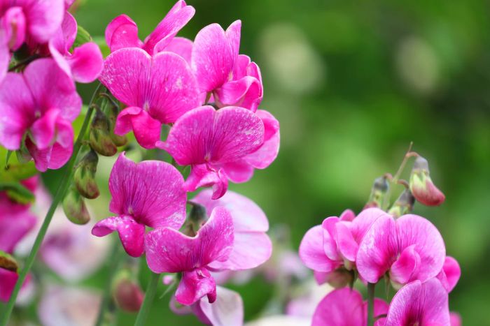 Close-up of a Pink Sweetpea (Lathyrus odoratus) Blossom