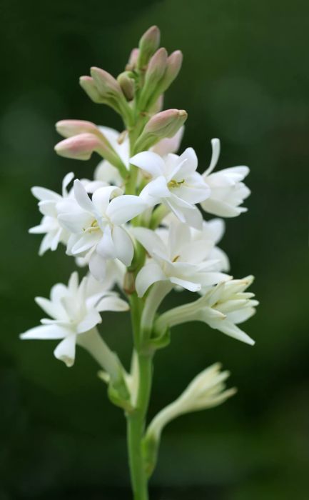 A close-up of a white tuberose flower.
