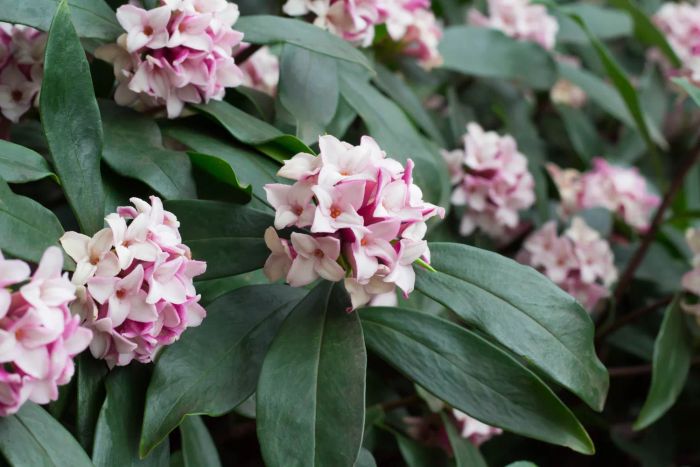 Pink daphne flowers 