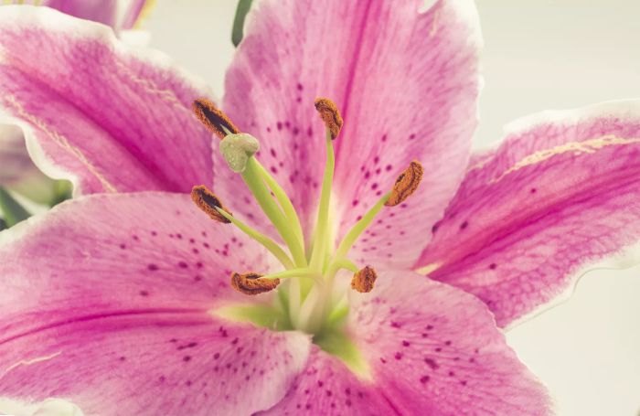 Close up of pink stargazer lily flower