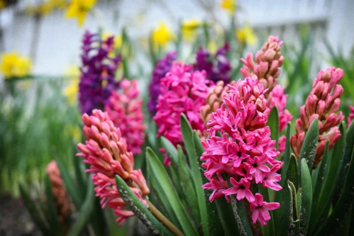 hyacinth flowers in pink hues growing outdoors