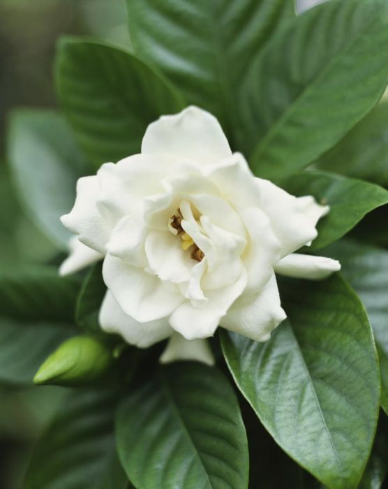 gardenia flower blooming in a white garden
