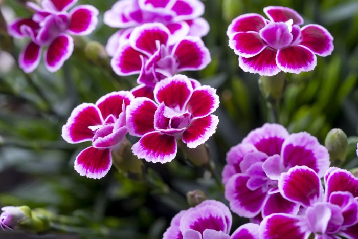 Close-up of pink carnation flowers
