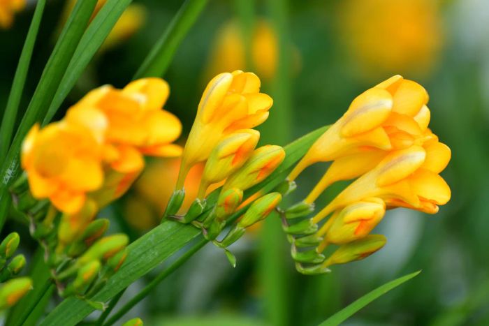 yellow freesia flowers in bloom