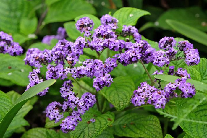 Purple Heliotrope, also known as Cherry Pie Plant, in bloom.