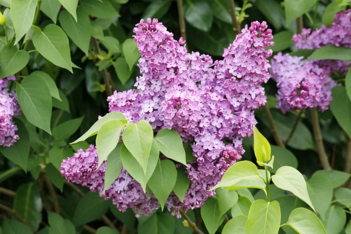 France. Seine et Marne. A garden in spring with close-up views of lilacs blooming.