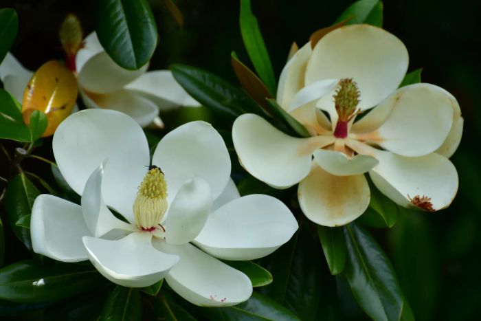 magnolia tree with white flowers blooming