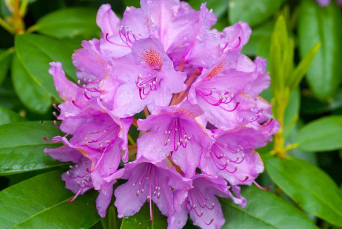 A soft pink azalea flower contrasts beautifully against a backdrop of green leaves, bathed in the gentle warmth of summer sunlight.
