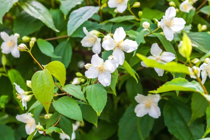 A blossoming mock orange bush (Philadelphus coronarius), often called English dogwood, showcasing its flowers in a spring garden.