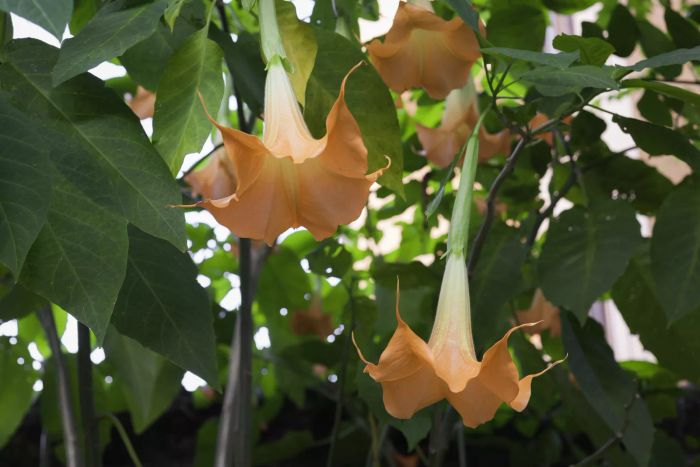 The angel's trumpet flowers bloom against a lush green backdrop of leaves.
