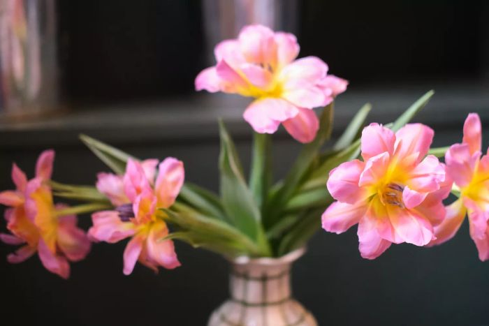 Tulips