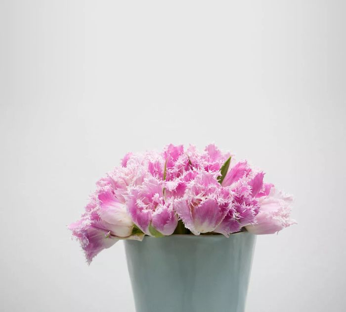 Pink Fringed Tulips