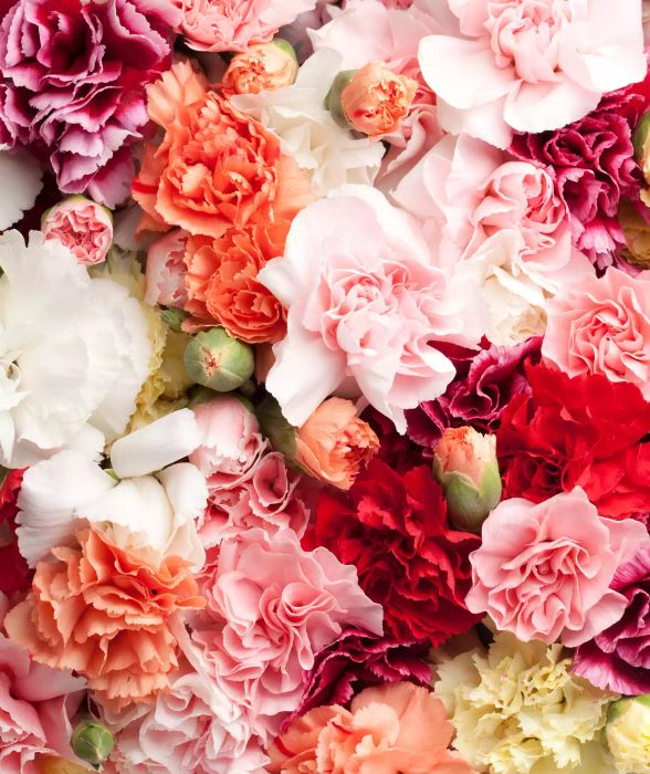 A close-up view of carnations in vibrant hues of pink, red, white, and orange