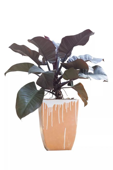 Black Cardinal Philodendron