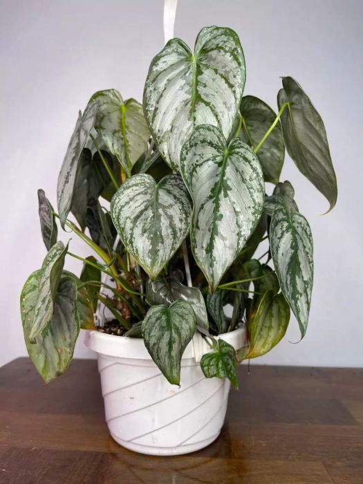Philodendron Brandi