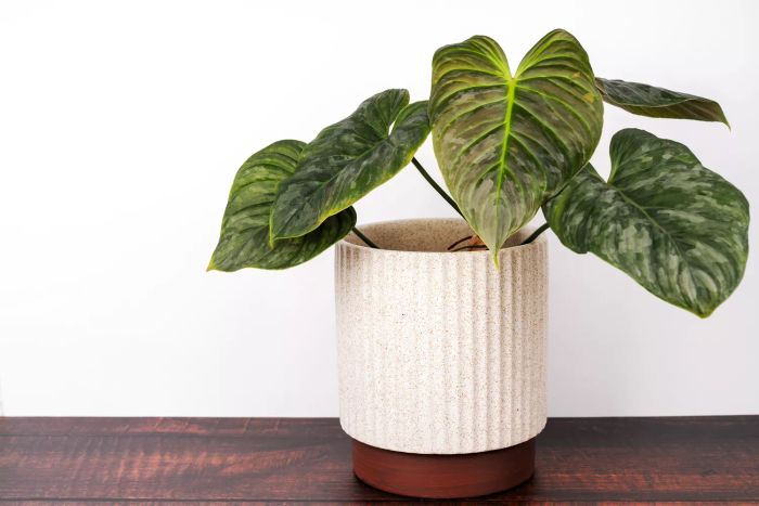 Verrucosum Philodendron