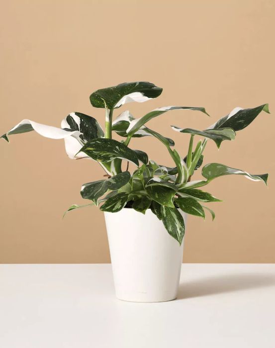 Philodendron White Wizard