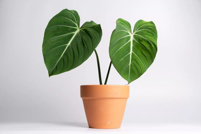 Philodendron Gloriosum
