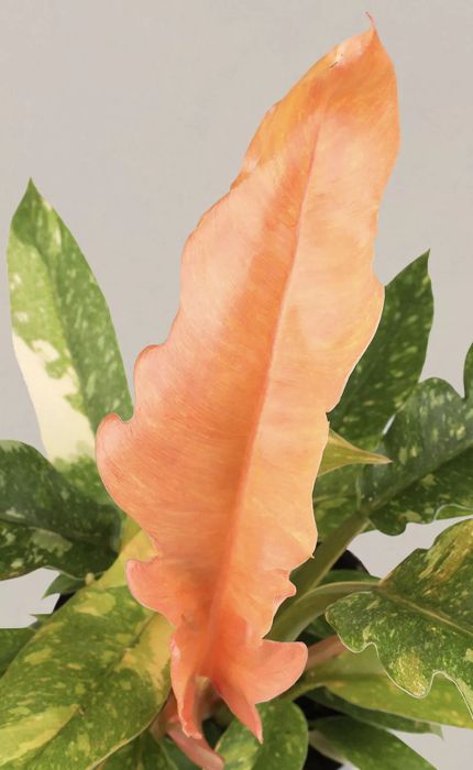 Ring of Fire Philodendron