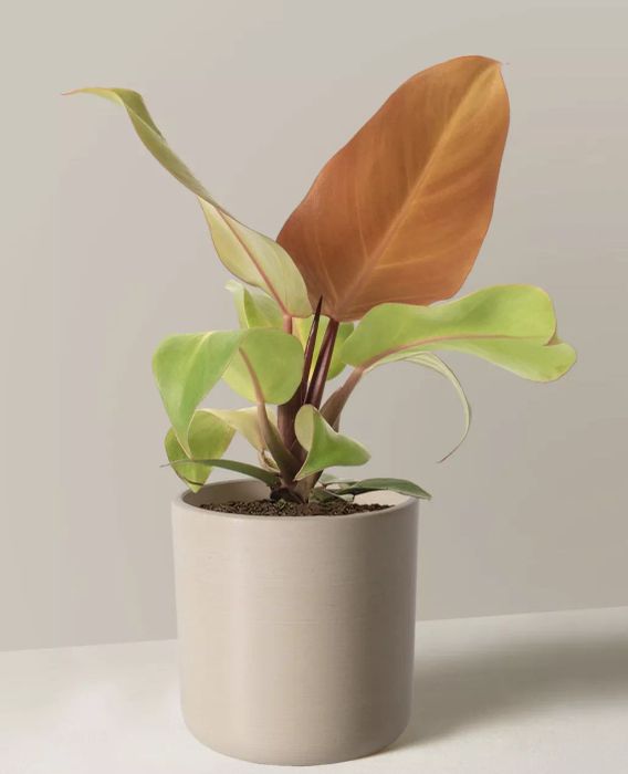 White Wizard Philodendron