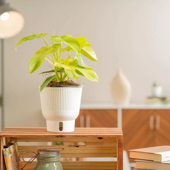 Golden Violin Philodendron