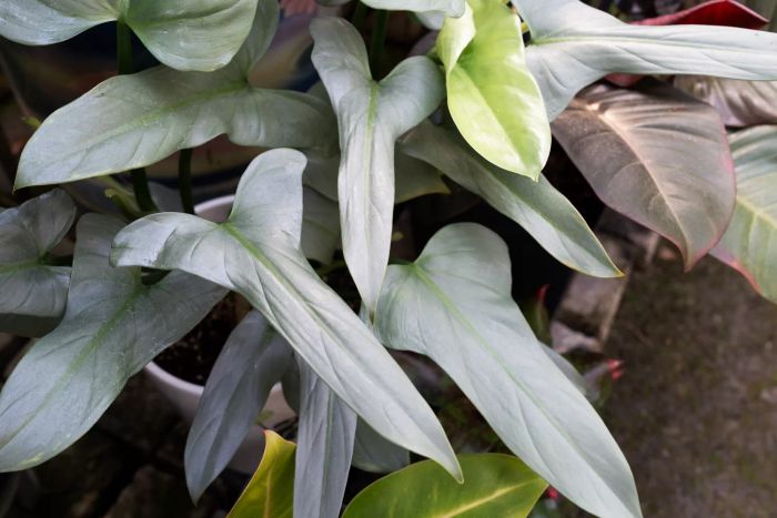 Philodendron Silver Sword