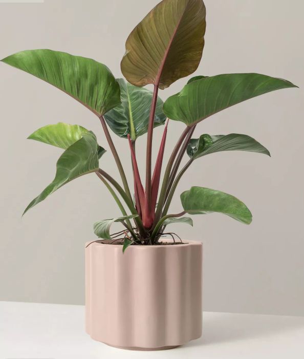 philodendron rojo congo