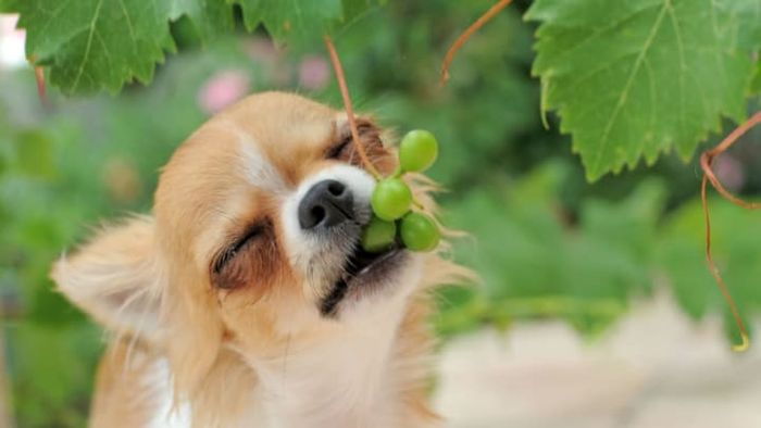 iStock