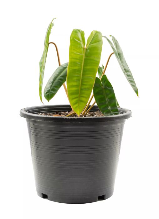 Philodendron Billietiae