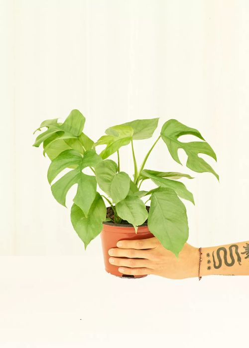 Philodendron Rhaphidophora Tetrasperma