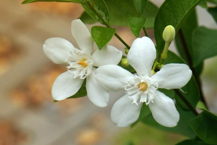 Cape Jasmine flowers, blooming in white elegance.