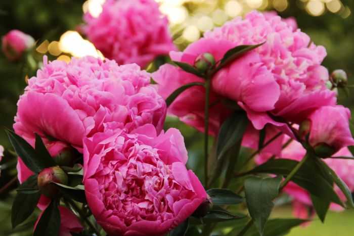 Peonies