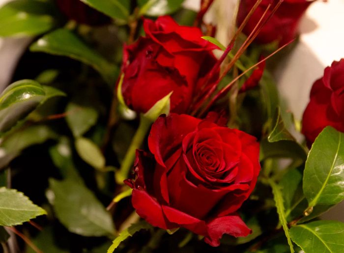 Close up of red roses with green leaves in the background