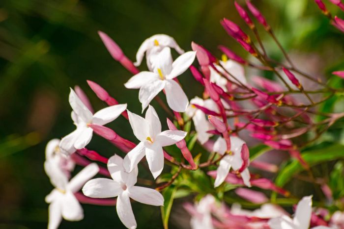 Common Jasmine flowers in pure white.