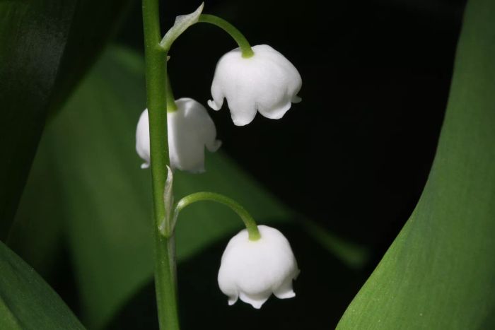 Close up of lily of the valley plant with green leaves in the background