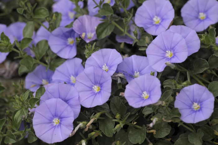 Multiple purple moonflower plants with green leaves in the background