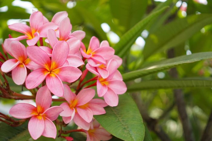 Frangipani flowers in shades of pink.