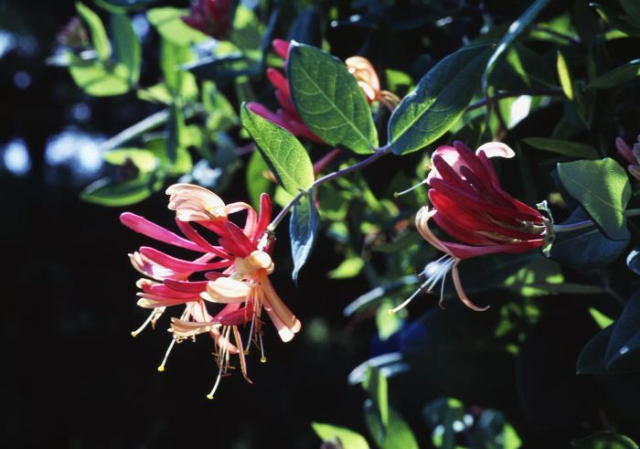 Close up of red honeysuckle plant with green leaves on a black background