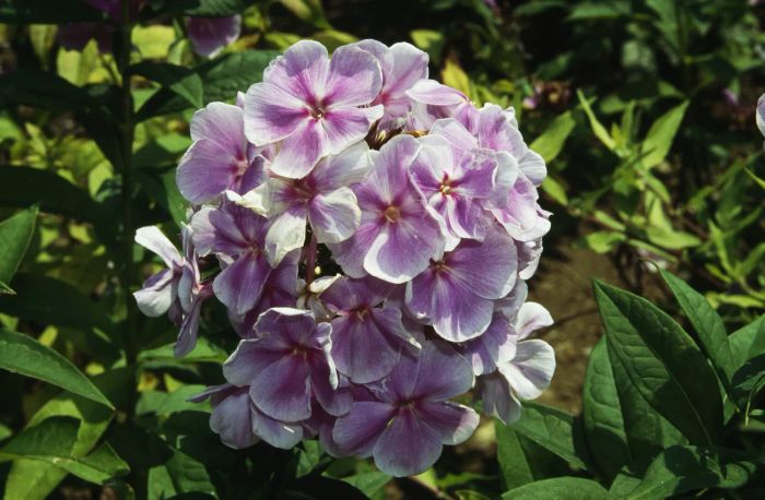 Close up of pink phlox flowers with green leaves in the background