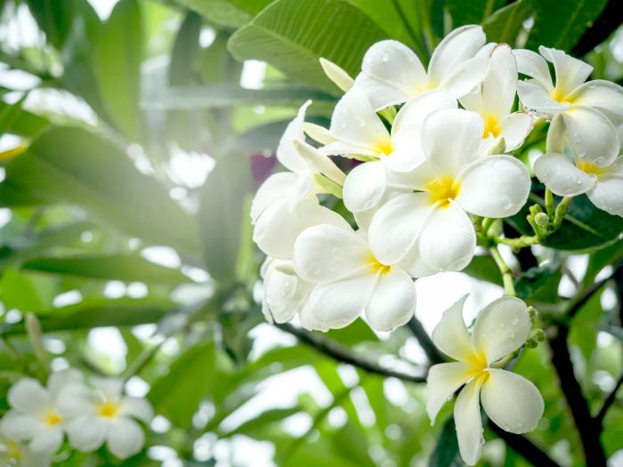 Aromatic white blooms complemented by lush green foliage