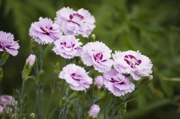 Close-up of a dianthus plant with a lush green backdrop.