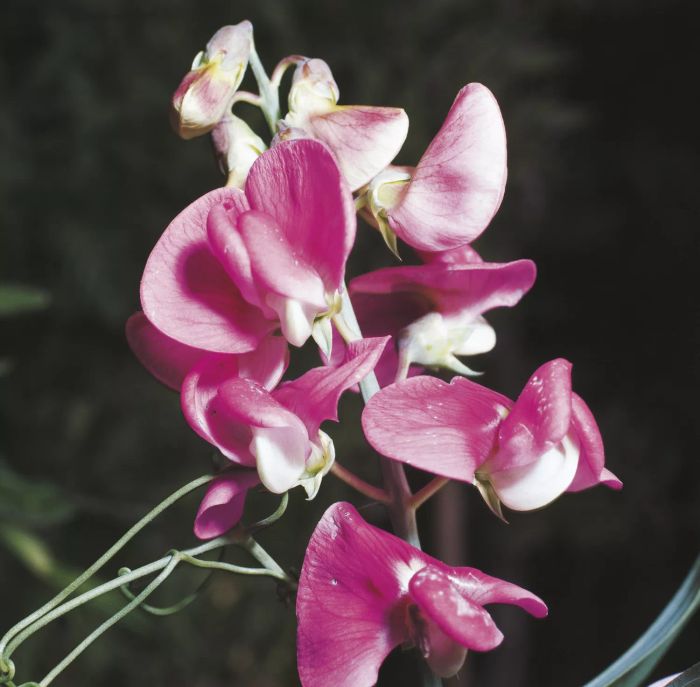 Close up of a pink sweet pea plant on a blurred background of green leaves