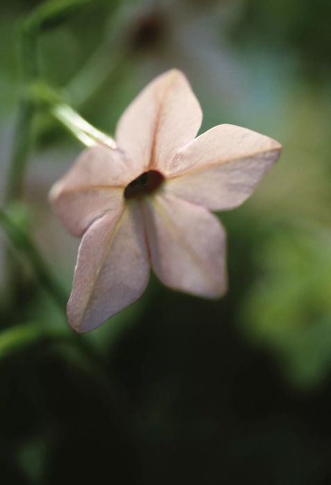 Close-up of a Nicotiana plant with a blurred green background.