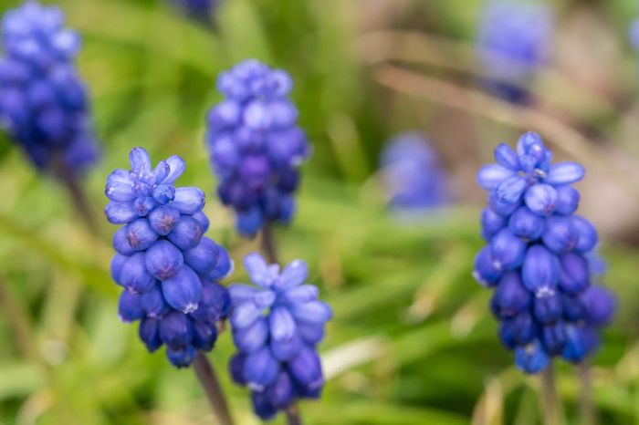 Close-up of a grape hyacinth plant in bloom.